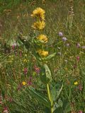 Gentiana lutea